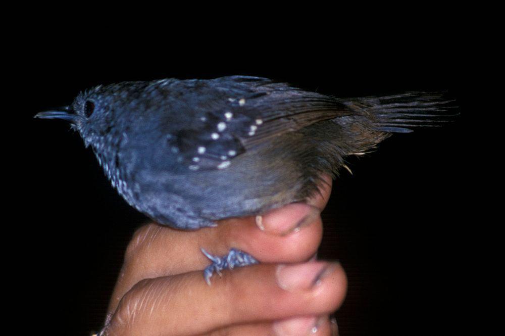 点斑翅蚁鸟 / Spot-winged Antbird / Myrmelastes leucostigma