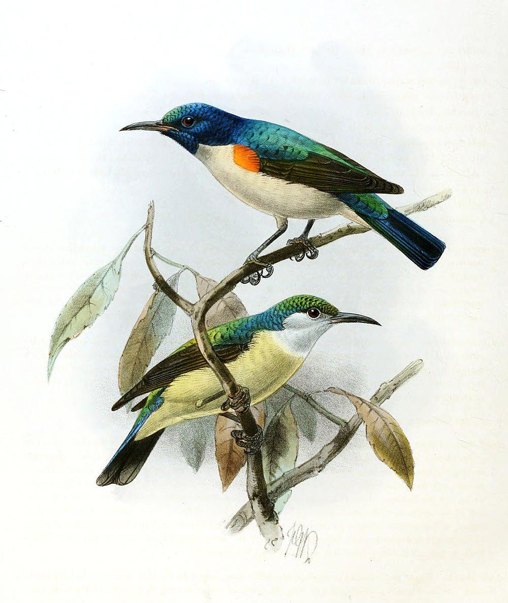 紫尾食蜜鸟 / Violet-tailed Sunbird / Anthreptes aurantius