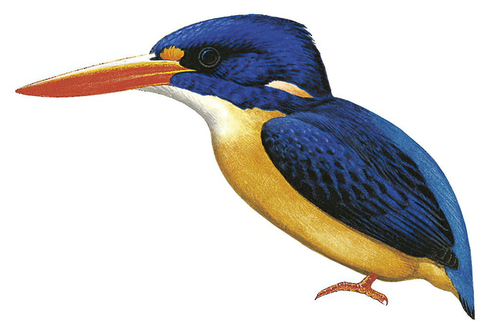 新乔治亚三趾翠鸟 / New Georgia Dwarf Kingfisher / Ceyx collectoris