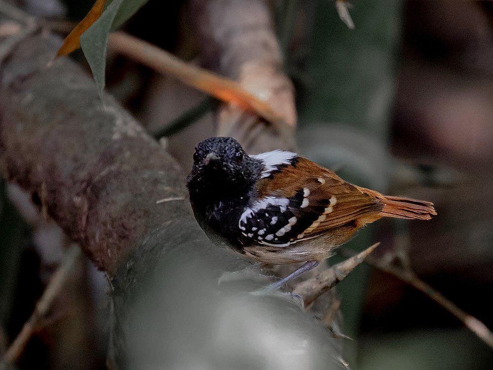 栗尾蚁鸟 / Southern Chestnut-tailed Antbird / Sciaphylax hemimelaena