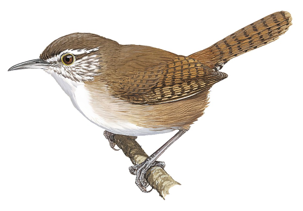 安省苇鹪鹩 / Antioquia Wren / Thryophilus sernai