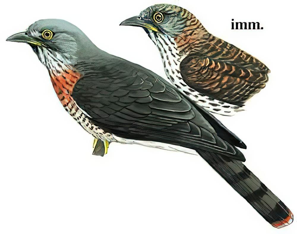 鹰鹃 / Large Hawk-Cuckoo / Hierococcyx sparverioides
