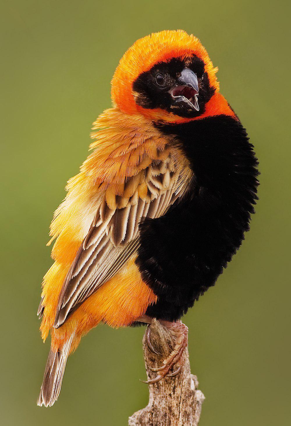 红巧织雀 / Southern Red Bishop / Euplectes orix