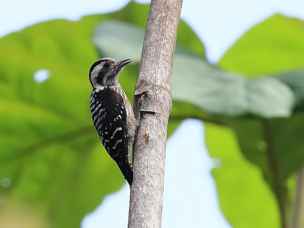 巽他啄木鸟 / Sunda Pygmy Woodpecker / Yungipicus moluccensis