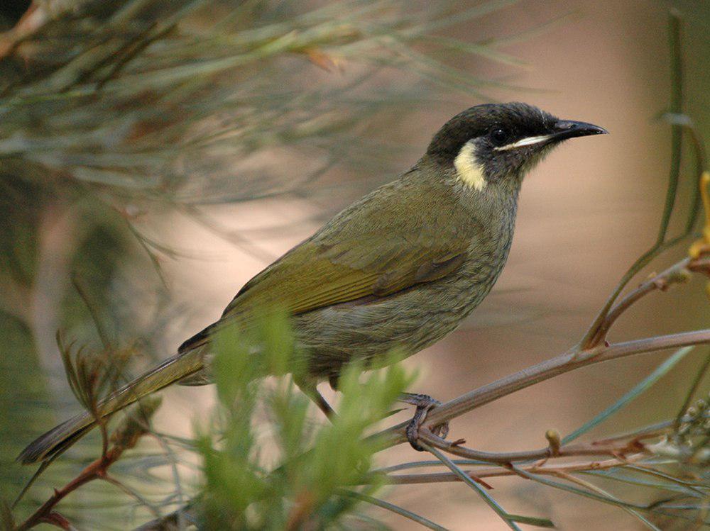 利氏吸蜜鸟 / Lewin\'s Honeyeater / Meliphaga lewinii