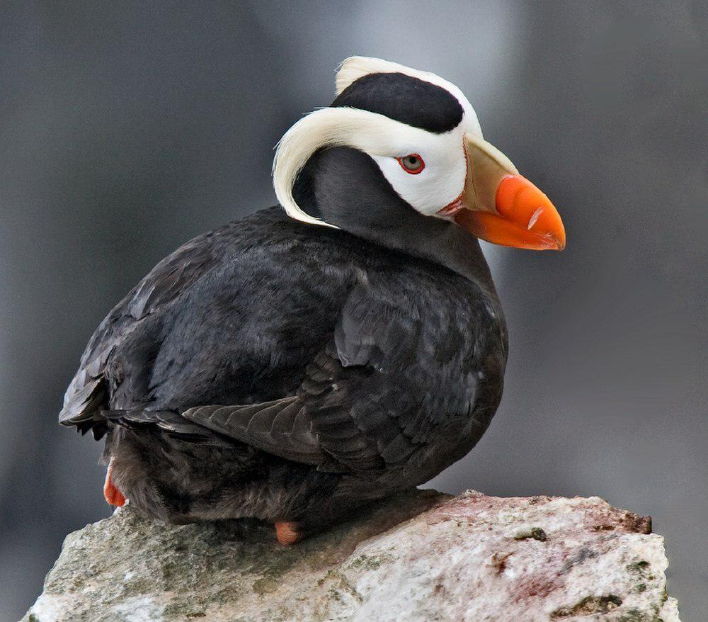 簇羽海鹦 / Tufted Puffin / Fratercula cirrhata