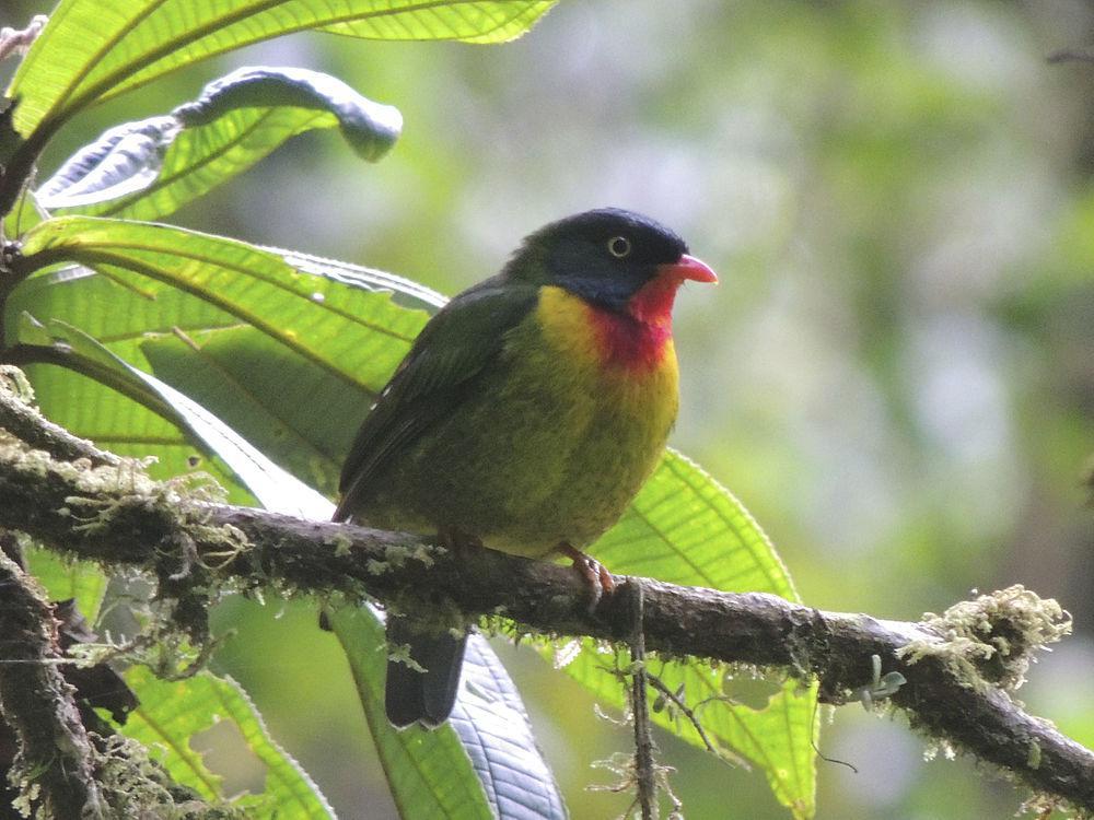 红胸食果伞鸟 / Scarlet-breasted Fruiteater / Pipreola frontalis