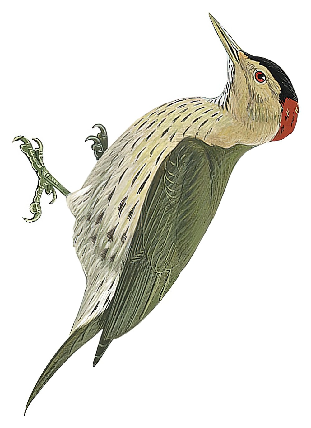 埃氏啄木鸟 / Elliot's Woodpecker / Dendropicos elliotii
