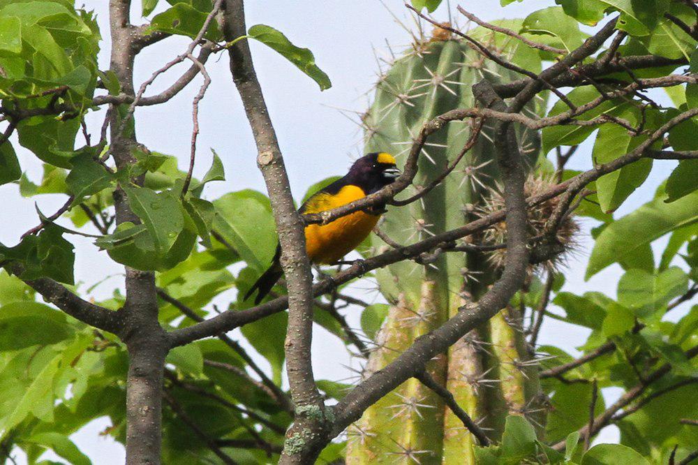 绒额歌雀 / Velvet-fronted Euphonia / Euphonia concinna