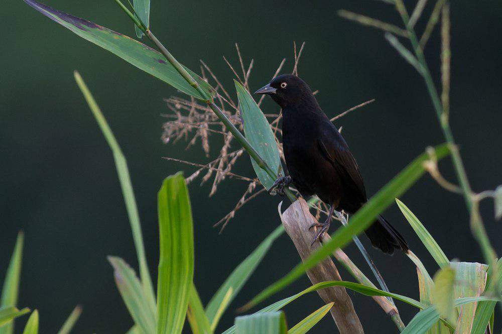 白眼黑鹂 / Pale-eyed Blackbird / Agelasticus xanthophthalmus