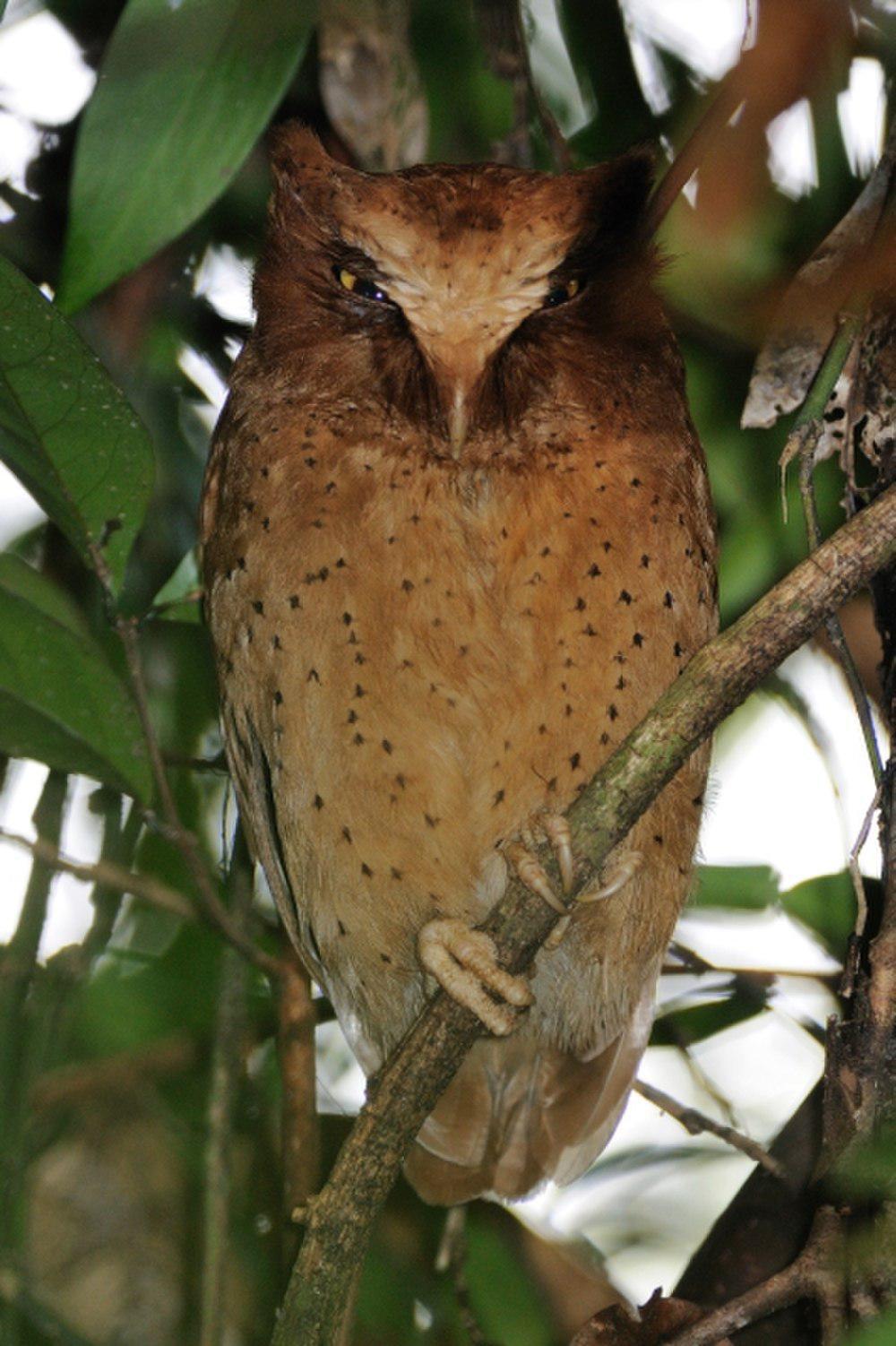 斯里兰卡角鸮 / Serendib Scops Owl / Otus thilohoffmanni