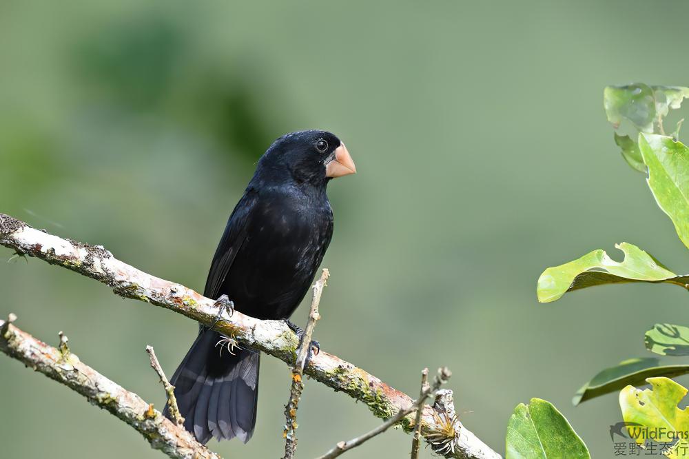 尼加拉瓜籽雀 / Nicaraguan Seed Finch / Sporophila nuttingi