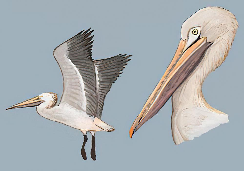 斑嘴鹈鹕 / Spot-billed Pelican / Pelecanus philippensis