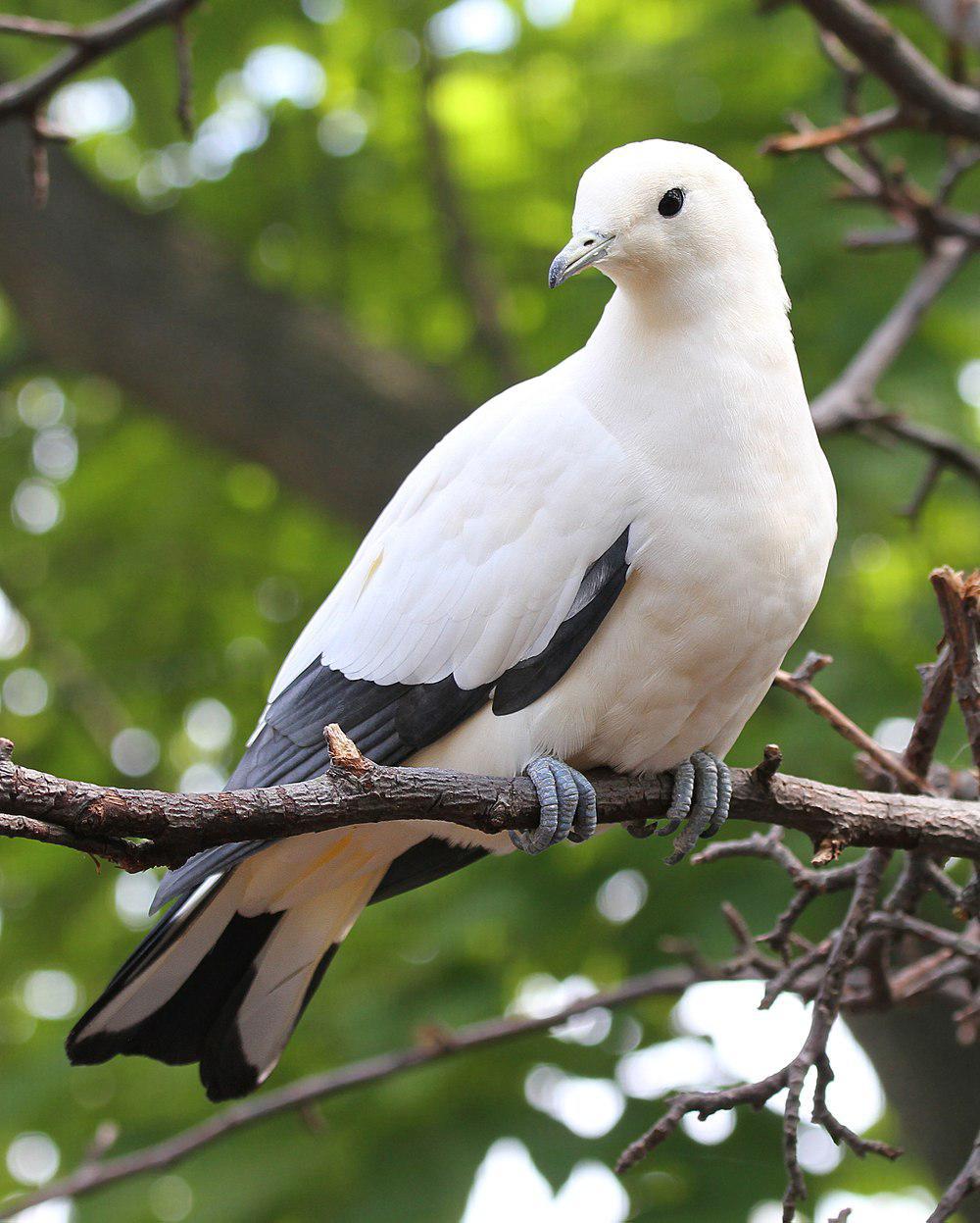 斑皇鸠 / Pied Imperial Pigeon / Ducula bicolor
