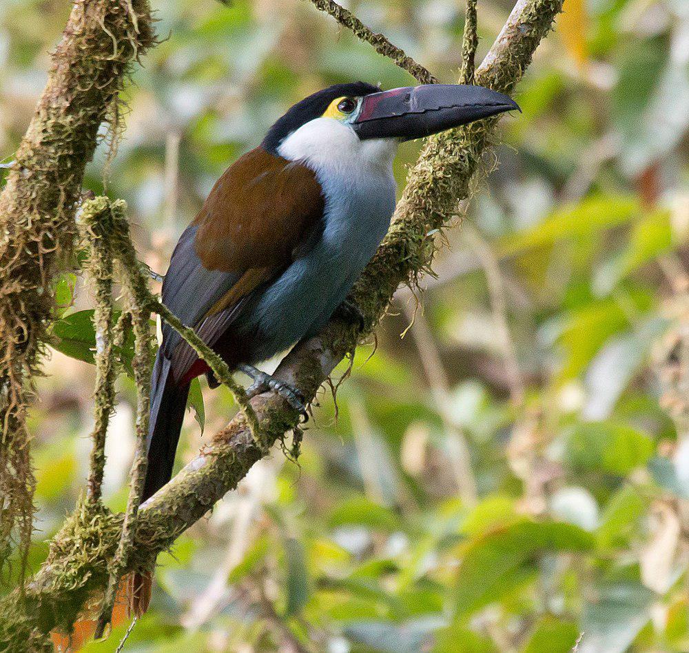 黑嘴山巨嘴鸟 / Black-billed Mountain Toucan / Andigena nigrirostris