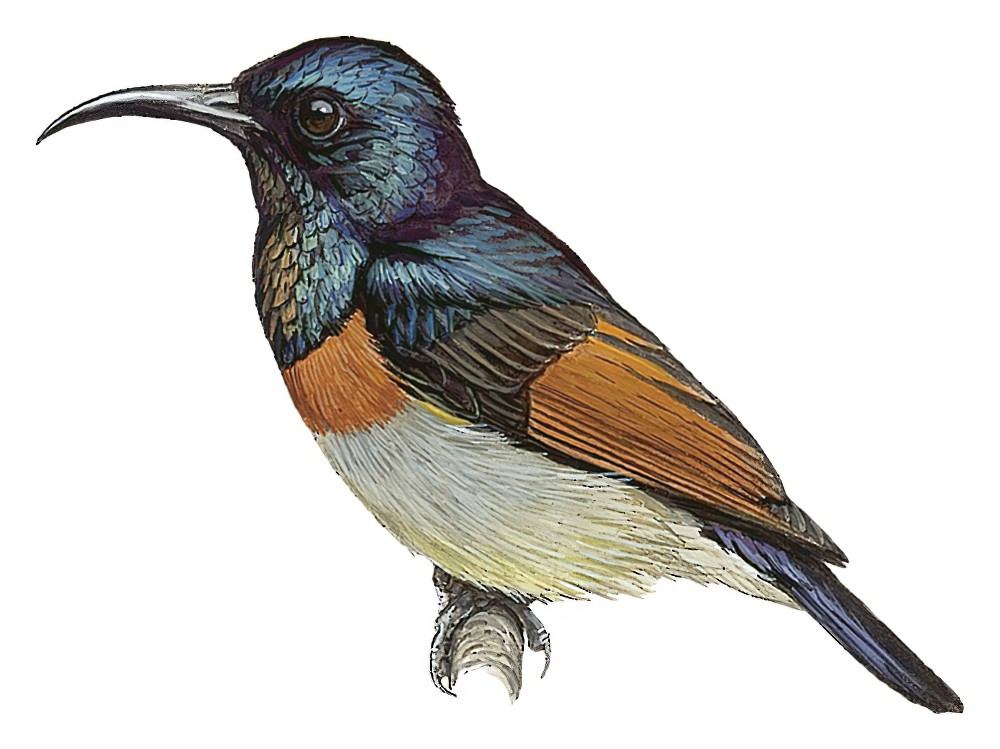 褐翅花蜜鸟 / Rufous-winged Sunbird / Cinnyris rufipennis