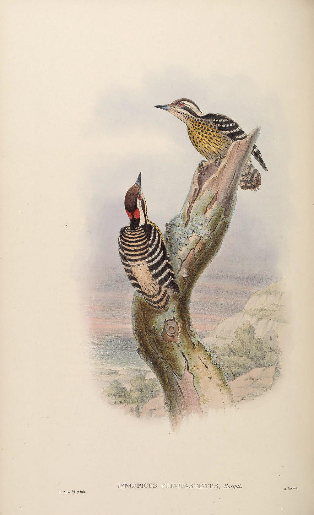 菲律宾啄木鸟 / Philippine Pygmy Woodpecker / Yungipicus maculatus
