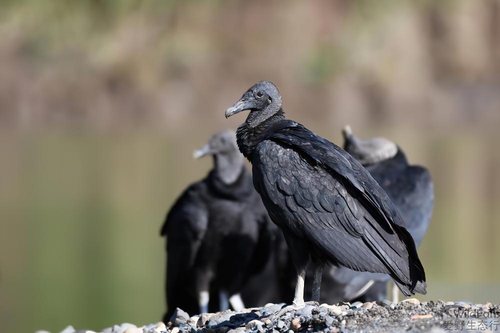 黑头美洲鹫 / Black Vulture / Coragyps atratus