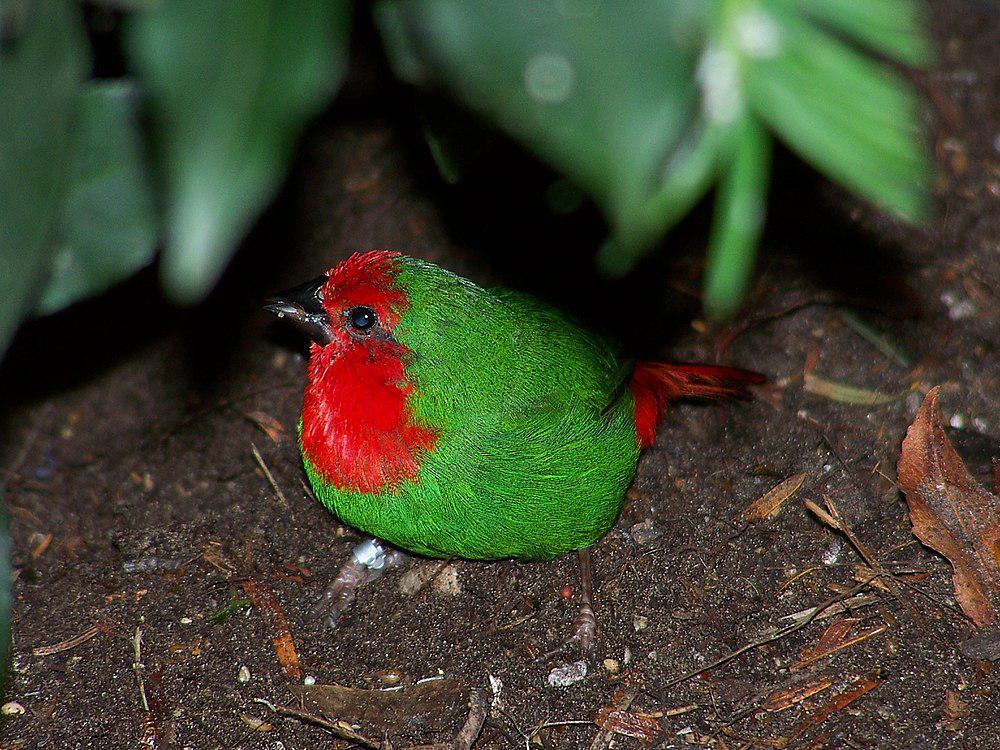 红喉鹦雀 / Red-throated Parrotfinch / Erythrura psittacea
