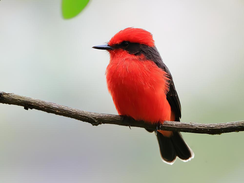 朱红霸鹟 / Vermilion Flycatcher / Pyrocephalus obscurus