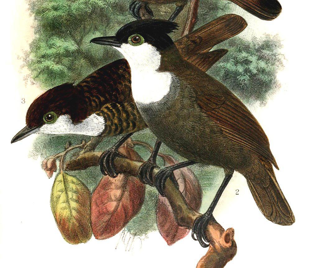 白胸蚁鸟 / White-breasted Antbird / Rhegmatorhina hoffmannsi