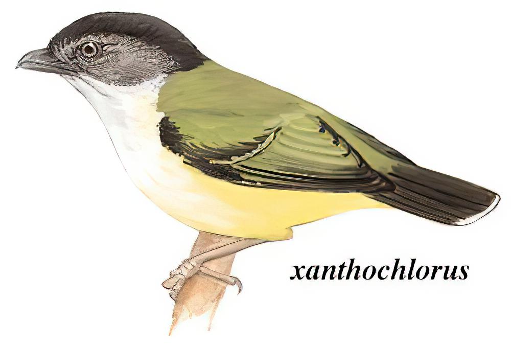 淡绿鵙鹛 / Green Shrike-babbler / Pteruthius xanthochlorus