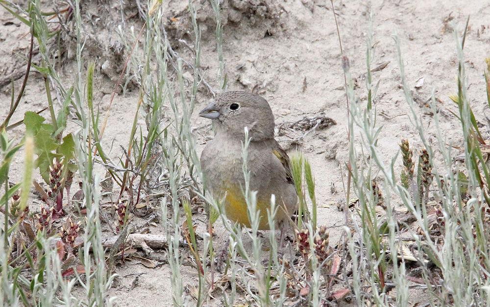 南美黄雀鹀 / Patagonian Yellow Finch / Sicalis lebruni