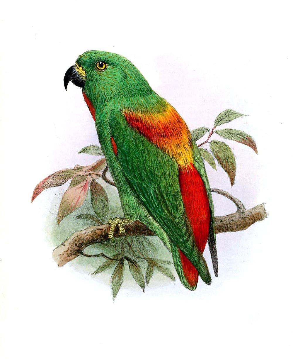 红背短尾鹦鹉 / Sula Hanging Parrot / Loriculus sclateri