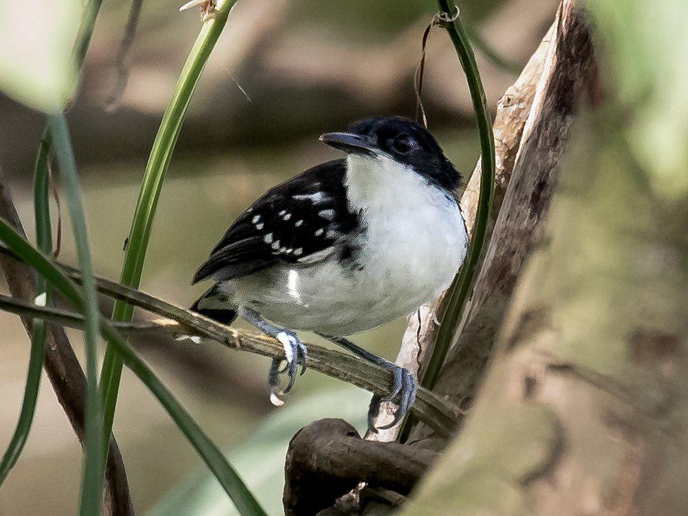 黑白蚁鸟 / Black-and-white Antbird / Myrmochanes hemileucus
