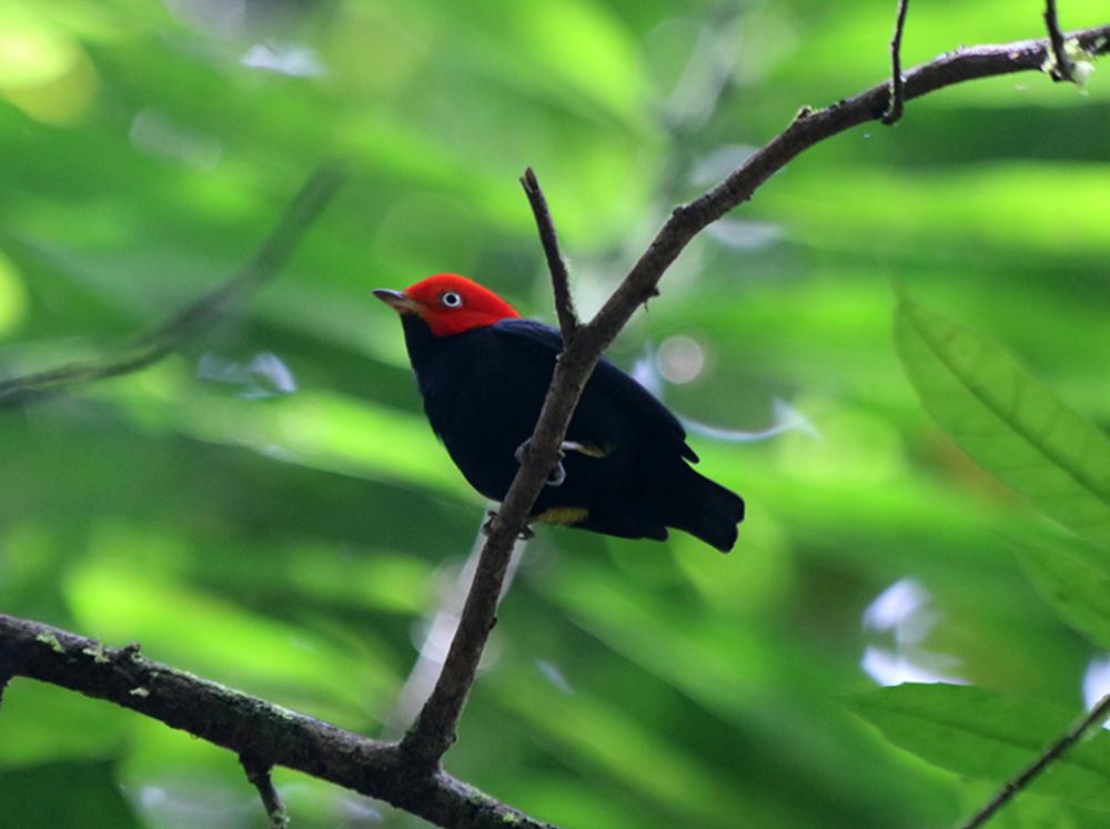 红顶娇鹟 / Red-capped Manakin / Ceratopipra mentalis