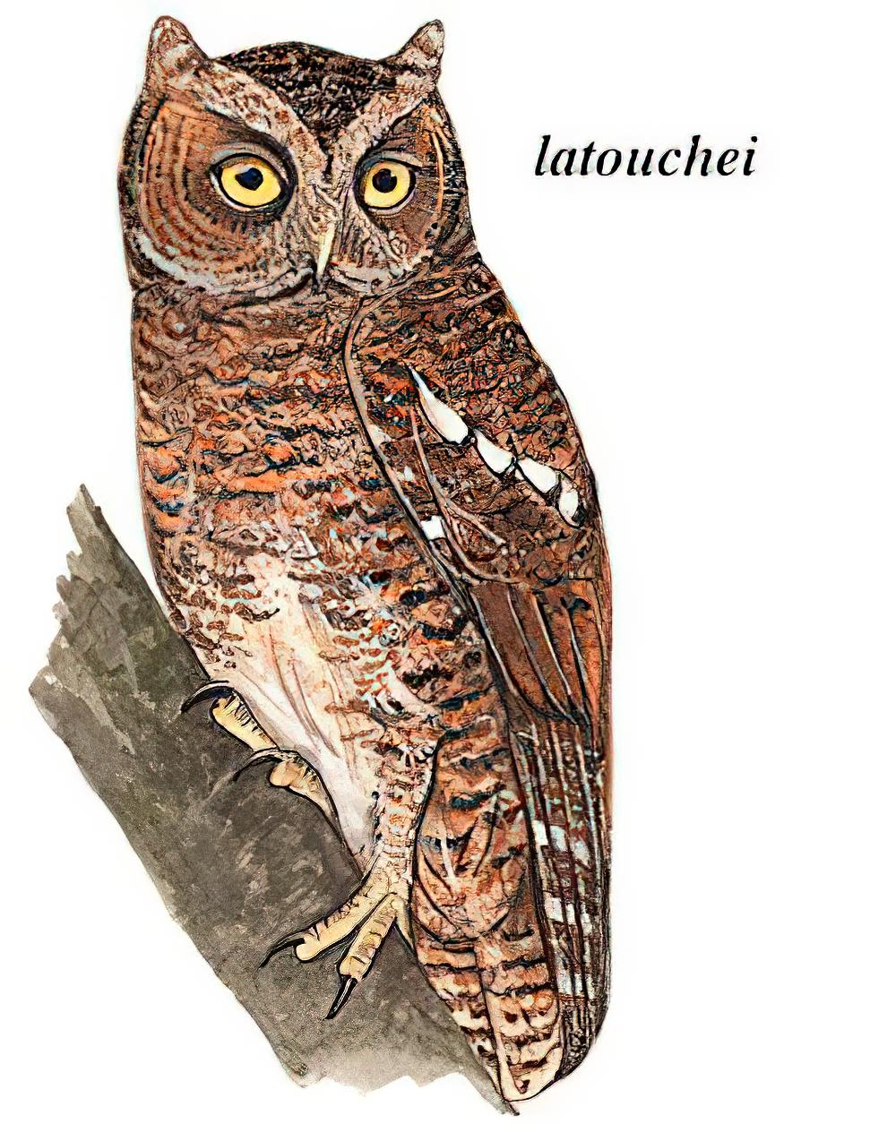 黄嘴角鸮 / Mountain Scops Owl / Otus spilocephalus