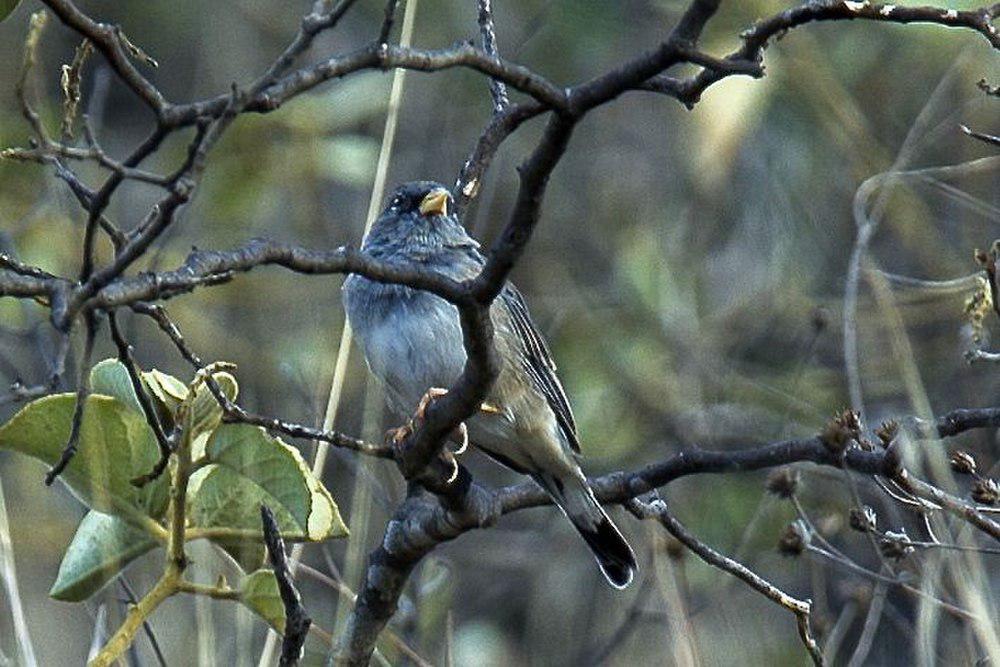 斑尾岭雀鹀 / Band-tailed Sierra Finch / Porphyrospiza alaudina