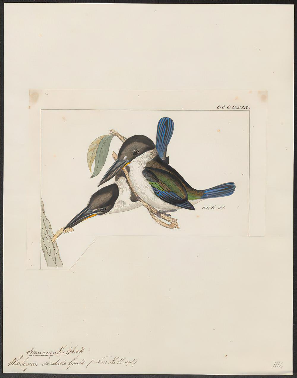 托列斯翡翠 / Torresian Kingfisher / Todiramphus sordidus