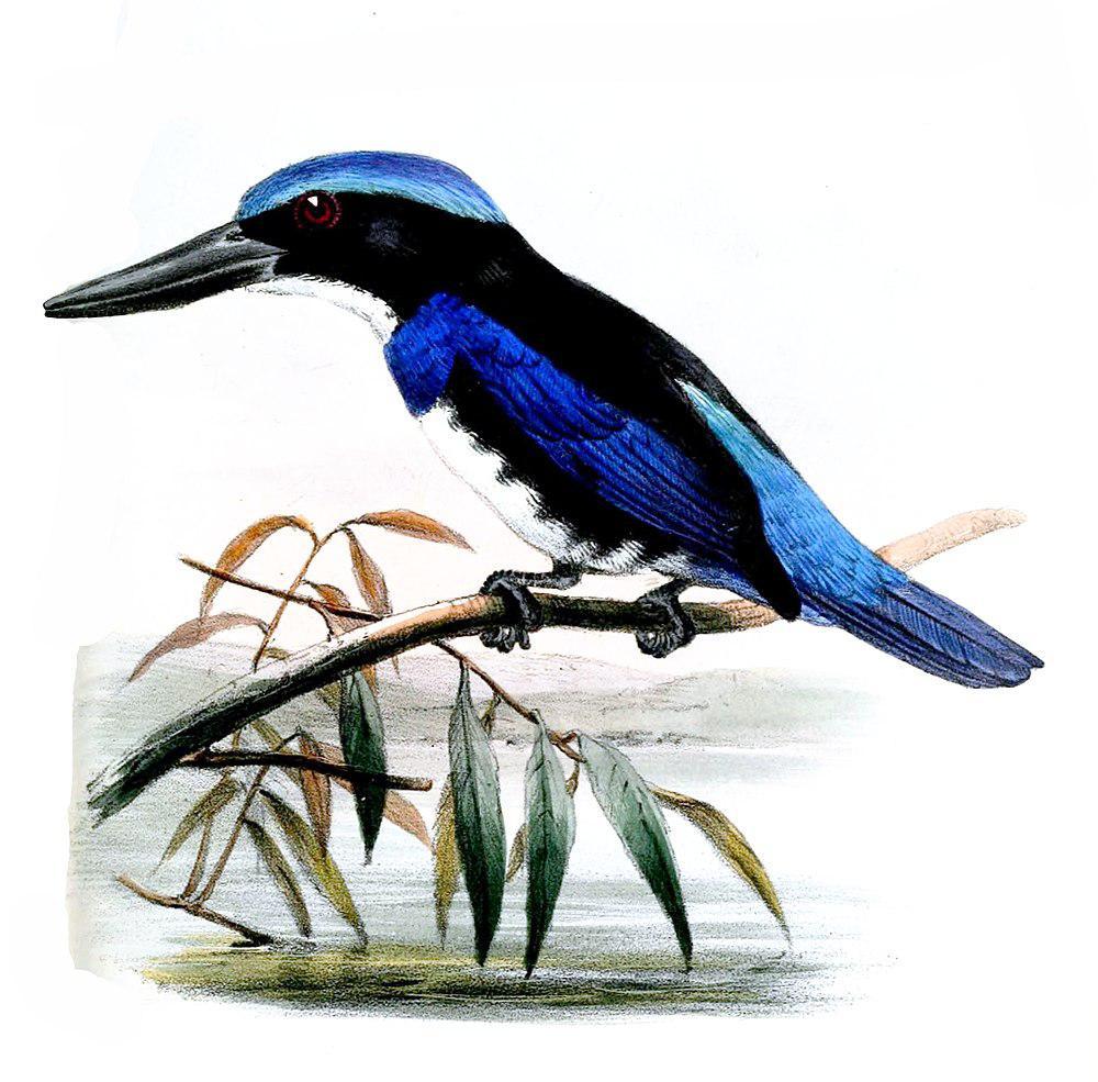 蓝黑翡翠 / Blue-black Kingfisher / Todiramphus nigrocyaneus