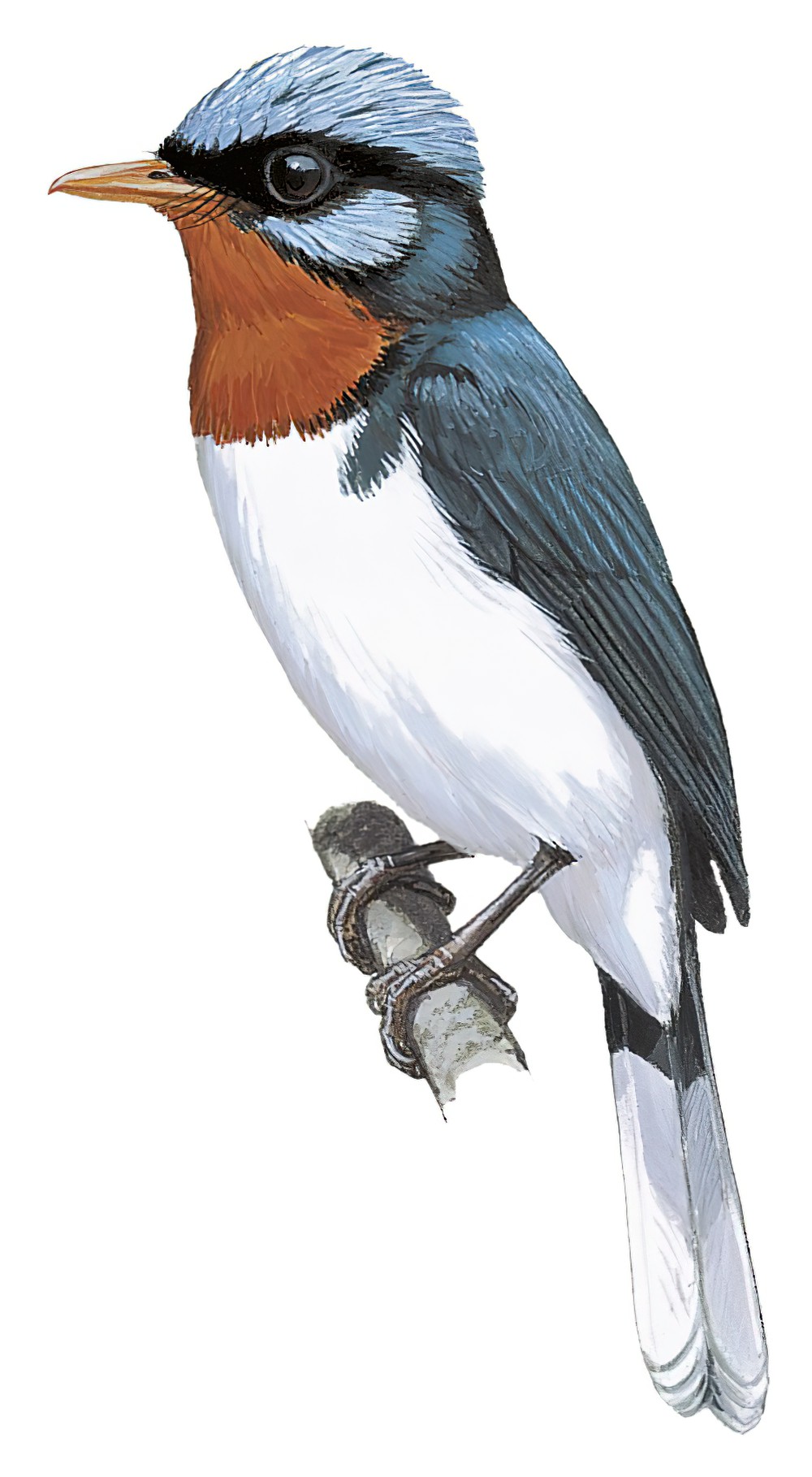 栗喉阔嘴鹟 / Chestnut-throated Flycatcher / Myiagra castaneigularis