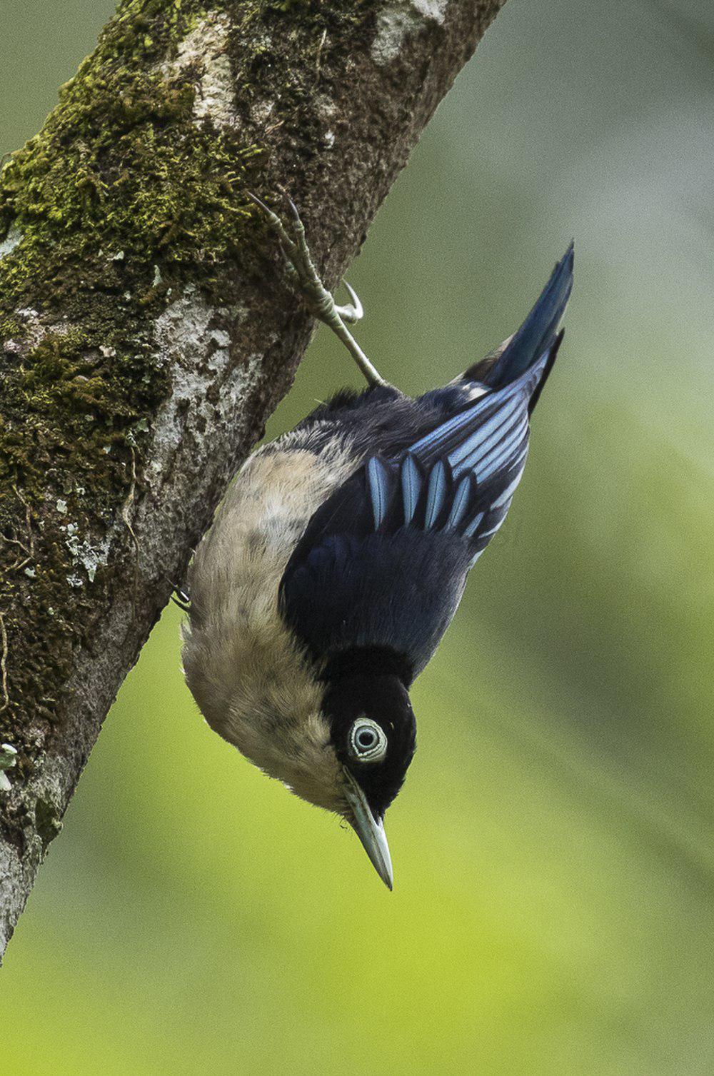 蓝䴓 / Blue Nuthatch / Sitta azurea