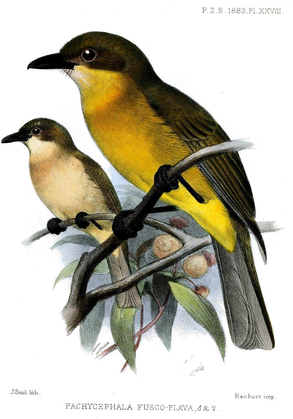 黄喉啸鹟 / Yellow-throated Whistler / Pachycephala macrorhyncha