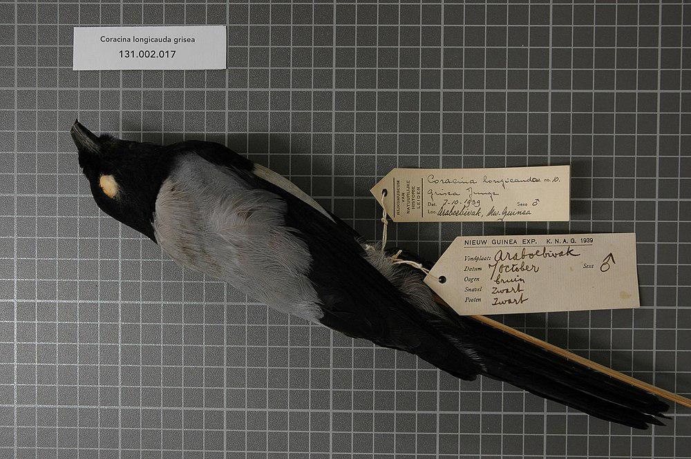 黑冠鹃鵙 / Hooded Cuckooshrike / Coracina longicauda
