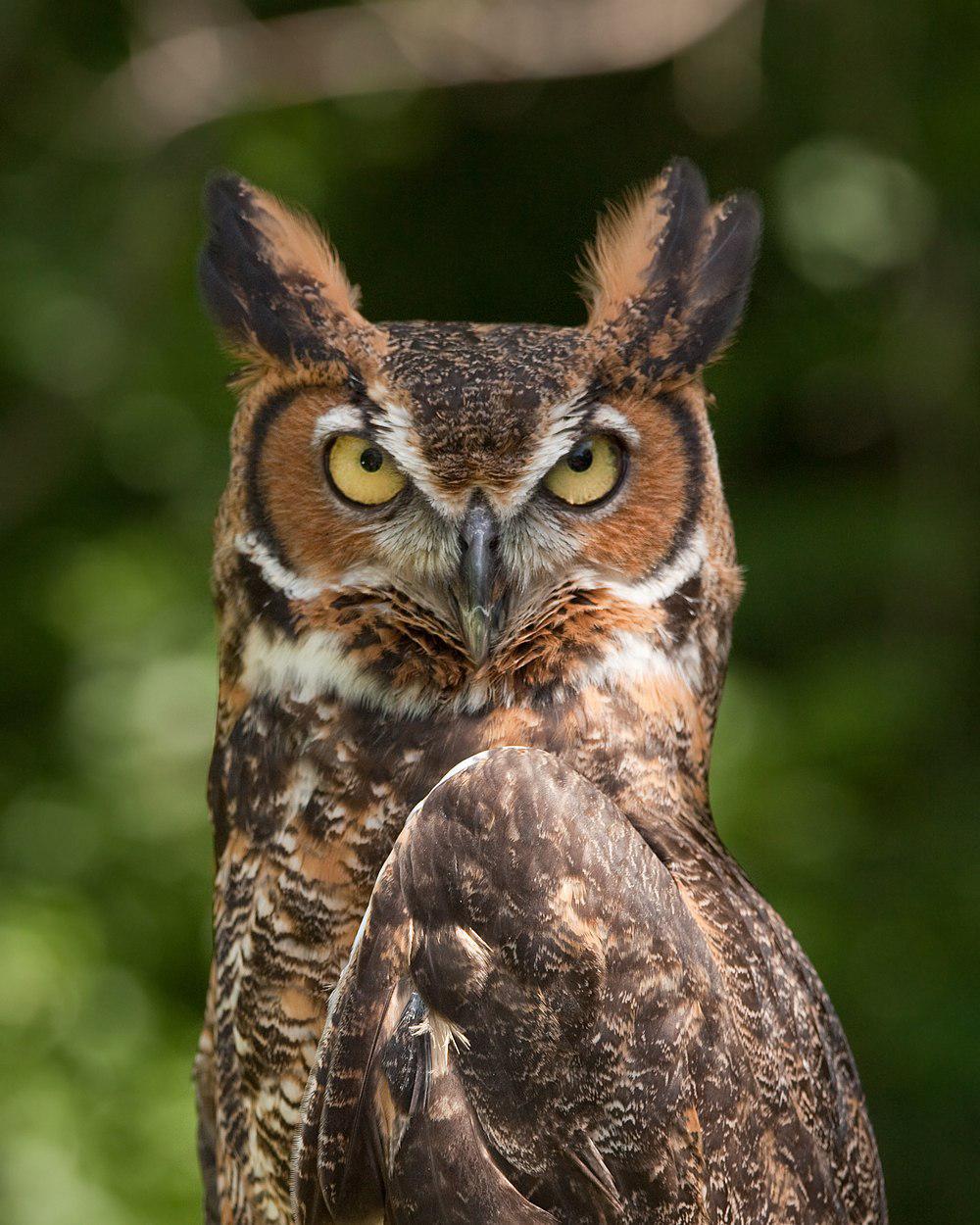 美洲雕鸮 / Great Horned Owl / Bubo virginianus