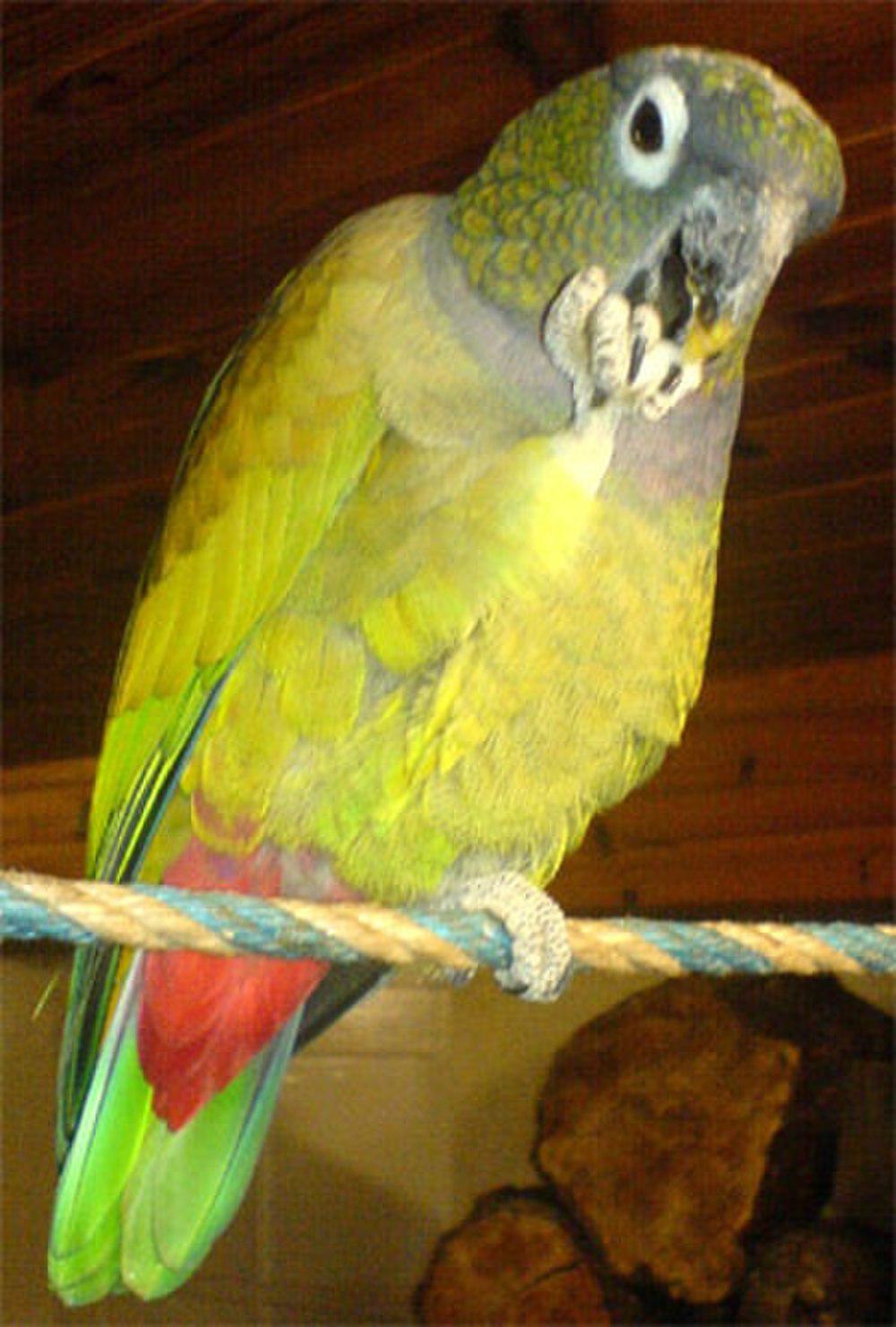 鳞头鹦哥 / Scaly-headed Parrot / Pionus maximiliani