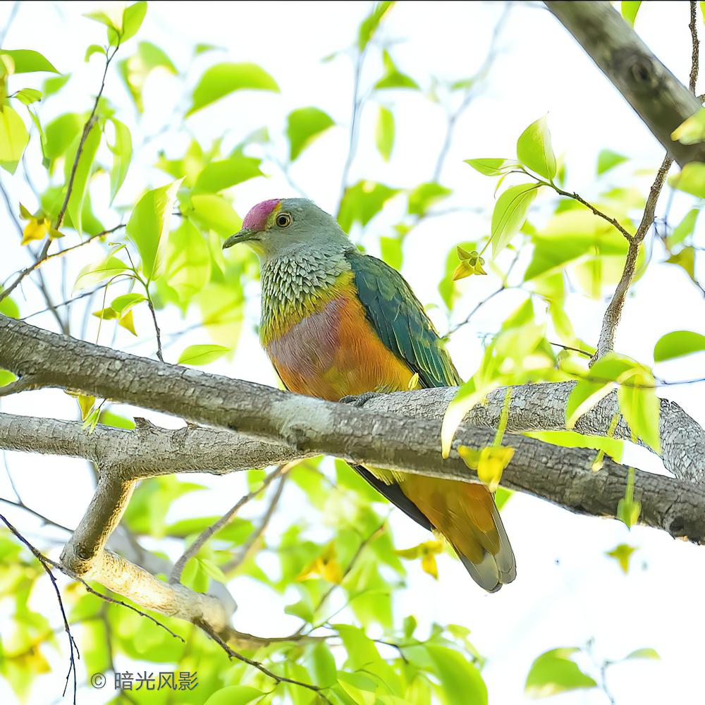 粉顶果鸠 / Rose-crowned Fruit Dove / Ptilinopus regina