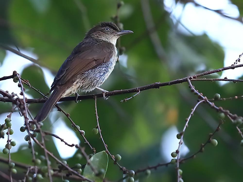 灰黑短脚鹎 / Cinereous Bulbul / Hemixos cinereus