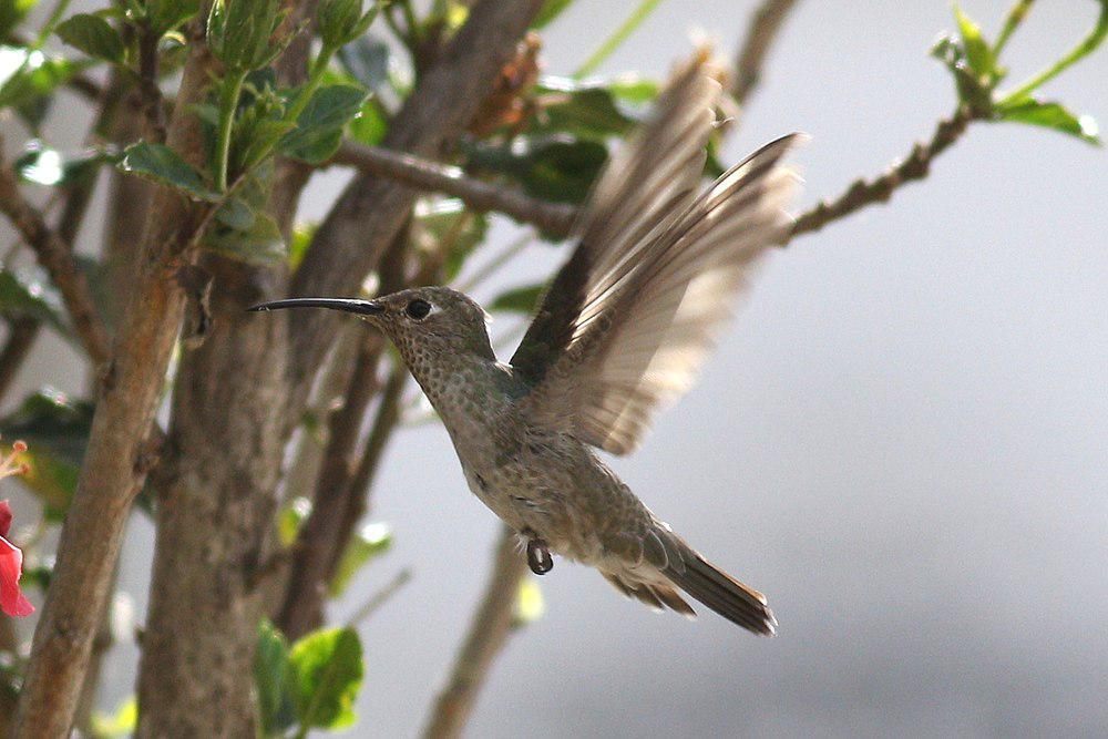 斑喉蜂鸟 / Spot-throated Hummingbird / Thaumasius taczanowskii