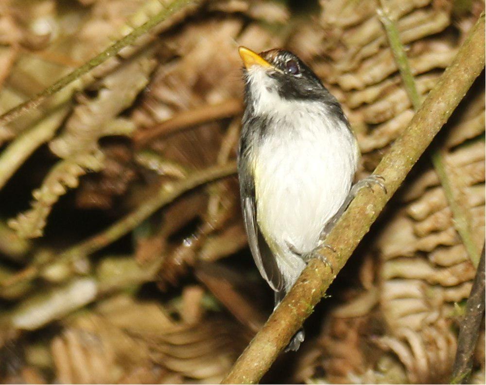黑白哑霸鹟 / Black-and-white Tody-Flycatcher / Poecilotriccus capitalis