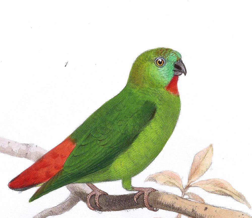 橙额短尾鹦鹉 / Orange-fronted Hanging Parrot / Loriculus aurantiifrons