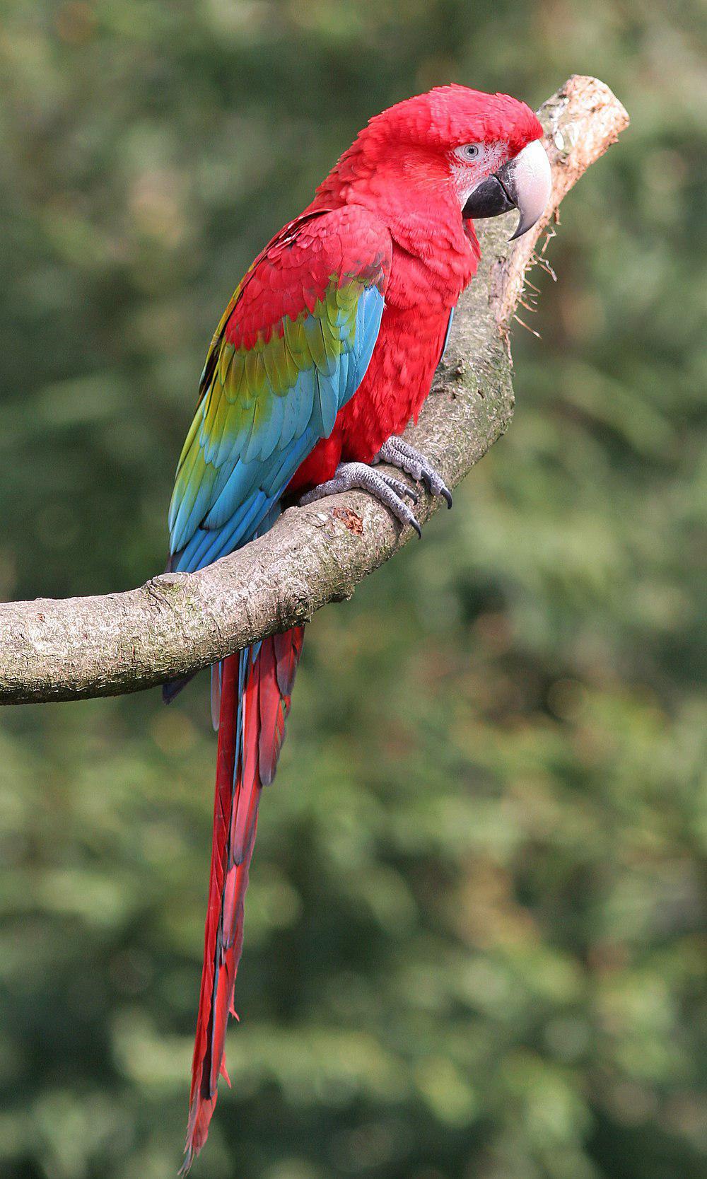 小金刚鹦鹉 / Red-and-green Macaw / Ara chloropterus