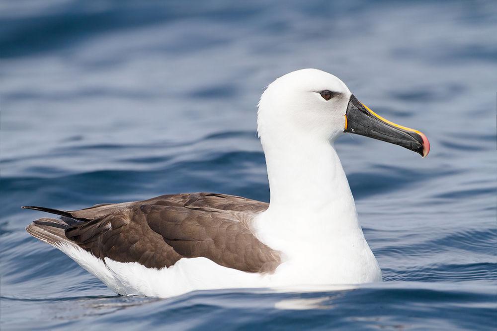 印度洋黄鼻信天翁 / Indian Yellow-nosed Albatross / Thalassarche carteri