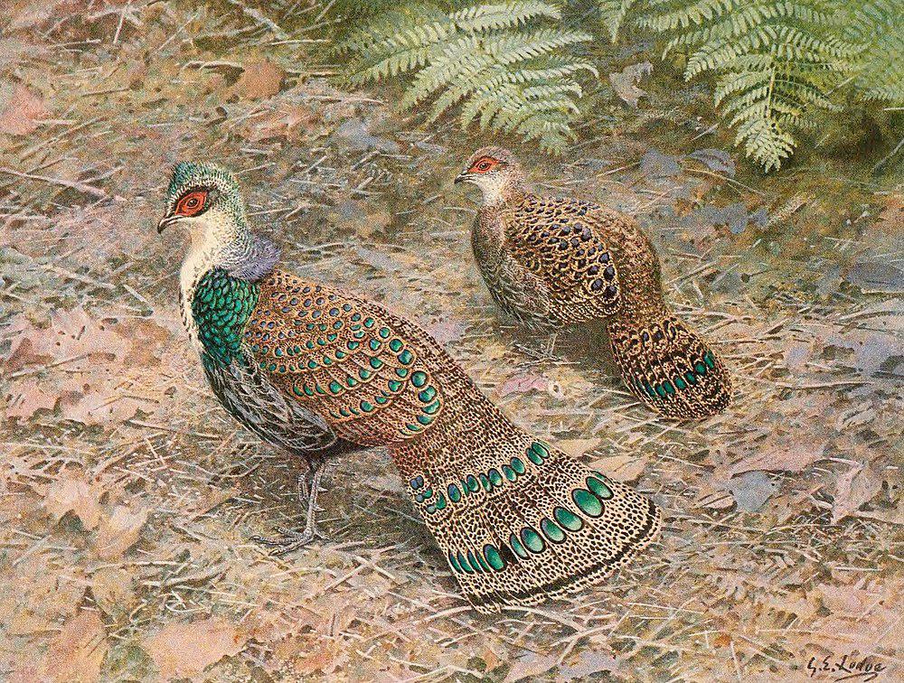 加里曼丹孔雀雉 / Bornean Peacock-Pheasant / Polyplectron schleiermacheri