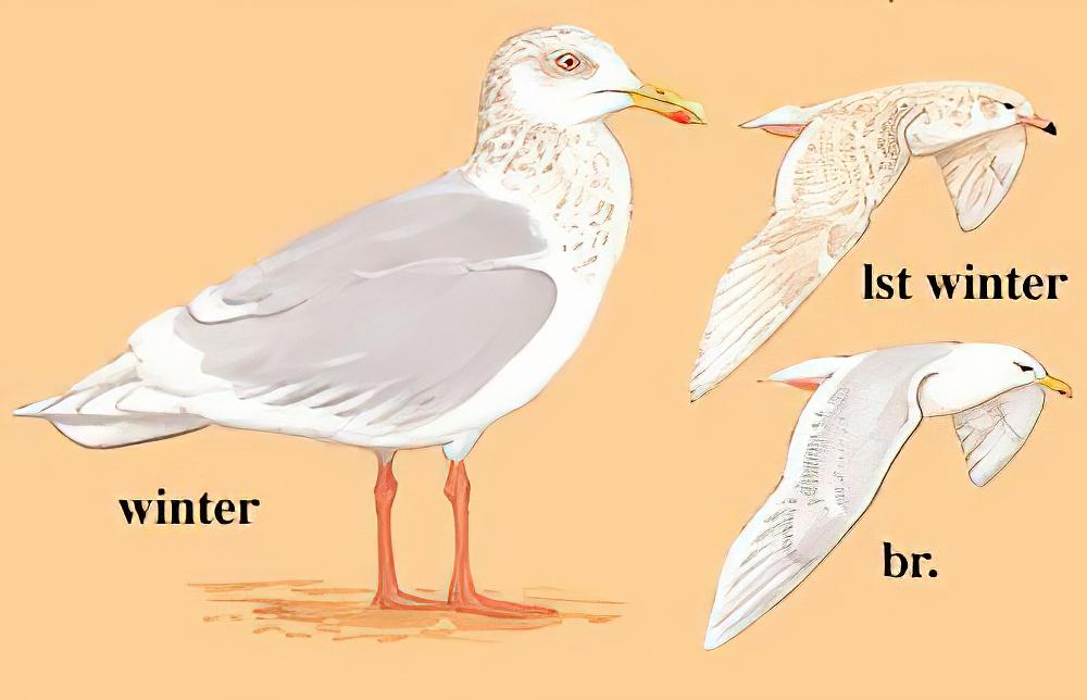 北极鸥 / Glaucous Gull / Larus hyperboreus