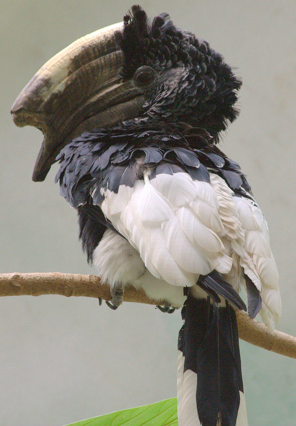 黑白噪犀鸟 / Black-and-white-casqued Hornbill / Bycanistes subcylindricus
